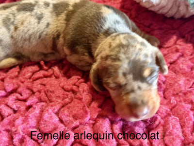 Les chiots de Teckel poil ras