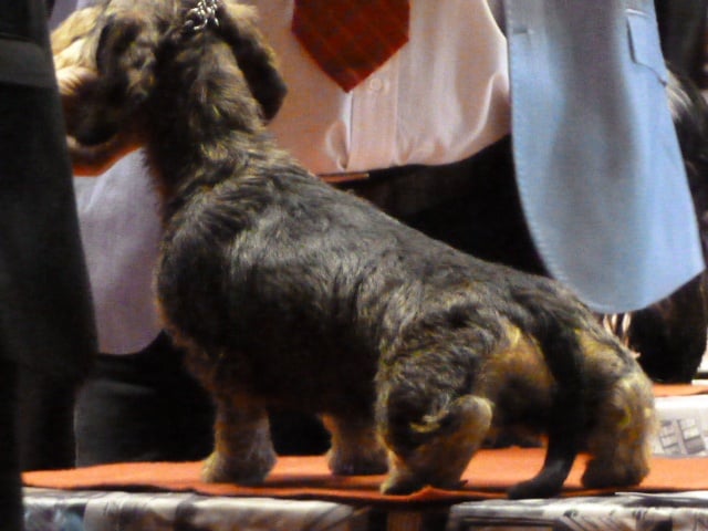 Jade de la Fuye - Très Bon