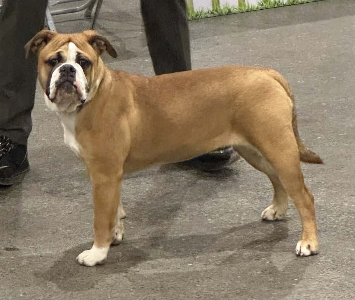 ABBA De La Roche De Balvenie - Très prometteur MEILLEUR PUPPY