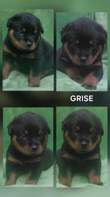 Les chiots de Rottweiler
