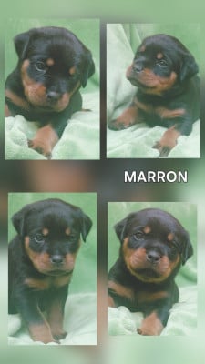 Les chiots de Rottweiler