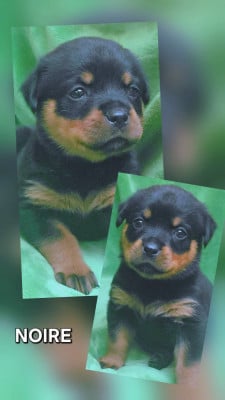 Les chiots de Rottweiler