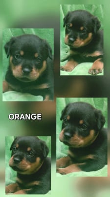 Les chiots de Rottweiler