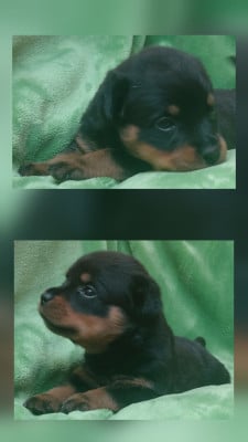 Les chiots de Rottweiler