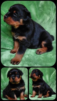 Les chiots de Rottweiler
