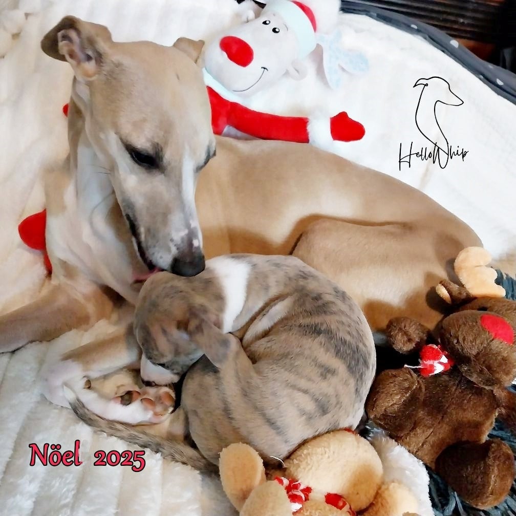Whippet - Hellowhip