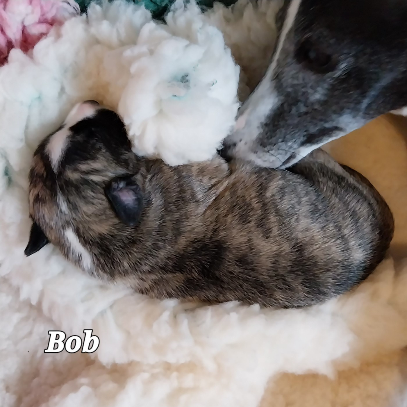 BOB