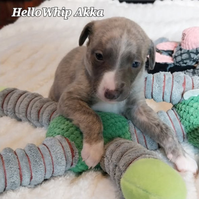 Les chiots de Whippet