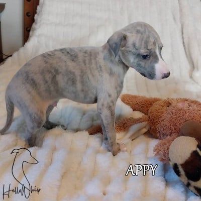 Les chiots de Whippet