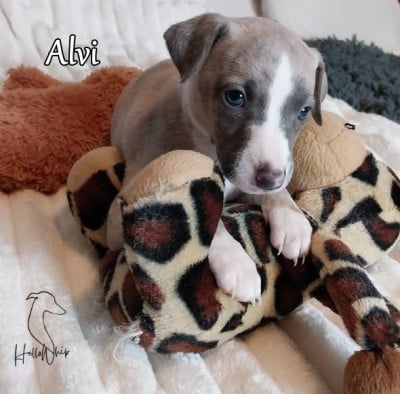 Les chiots de Whippet