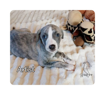 Les chiots de Whippet