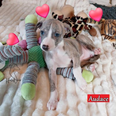 Les chiots de Whippet