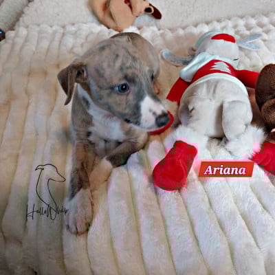 Les chiots de Whippet