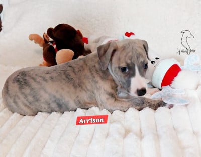 Les chiots de Whippet