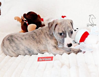 Les chiots de Whippet