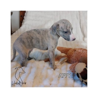 Les chiots de Whippet