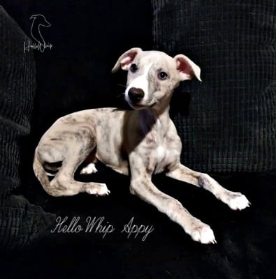 Les chiots de Whippet