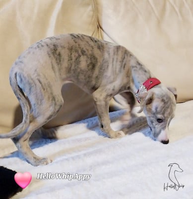 Les chiots de Whippet
