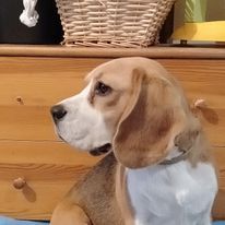 Publication : De La Beaglerie Du Dore Et Forez Auteur : Katarzyna Sapierzynska