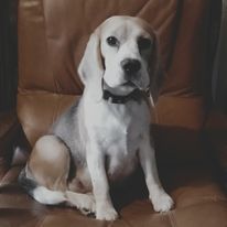 Publication : De La Beaglerie Du Dore Et Forez Auteur : Katarzyna Sapierzynska