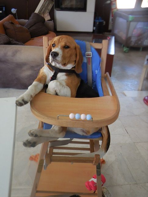 Publication : De La Beaglerie Du Dore Et Forez