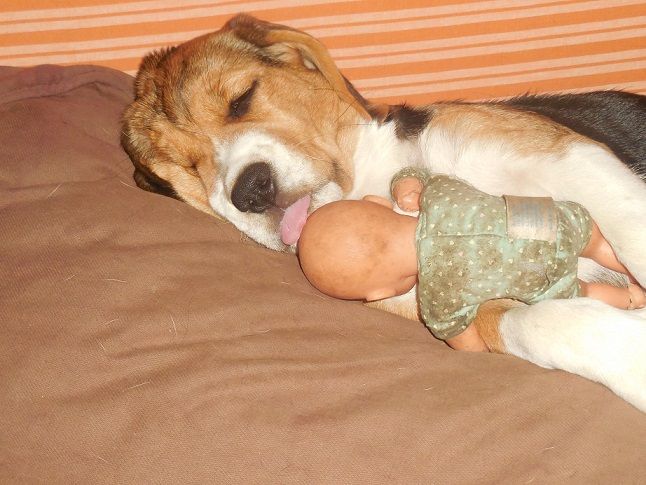 Publication : De La Beaglerie Du Dore Et Forez