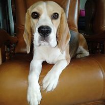 Publication : De La Beaglerie Du Dore Et Forez Auteur : Katarzyna Sapierzynska