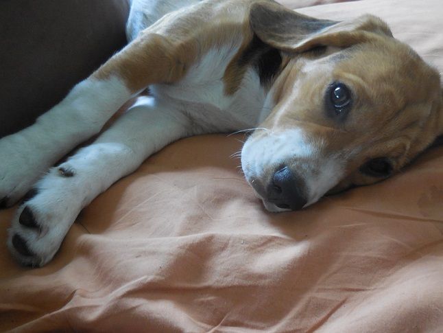 Publication : De La Beaglerie Du Dore Et Forez