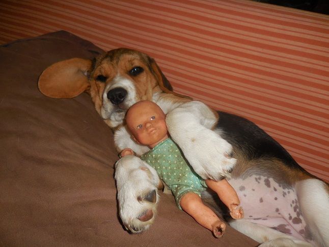 Publication : De La Beaglerie Du Dore Et Forez