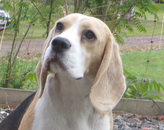 I m peace of heart, dite faith królewska zgraja - 1ère exc. classe puppy