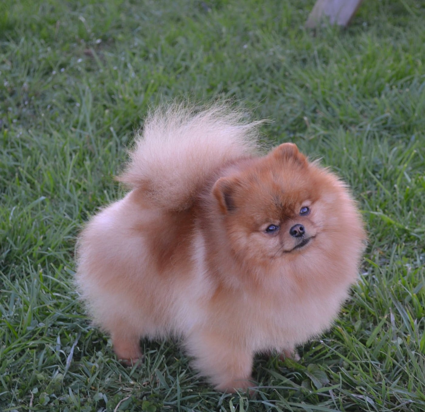 Voltali D'une Banquise Et D'un Roi