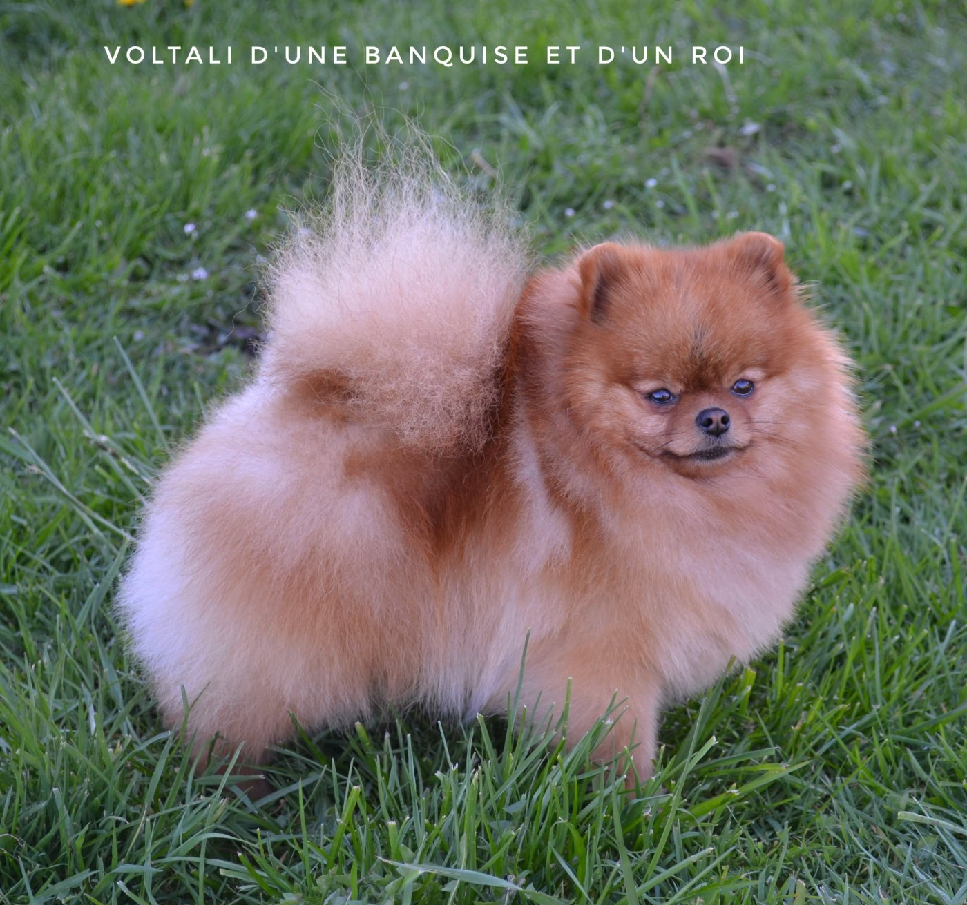 Voltali D'une Banquise Et D'un Roi