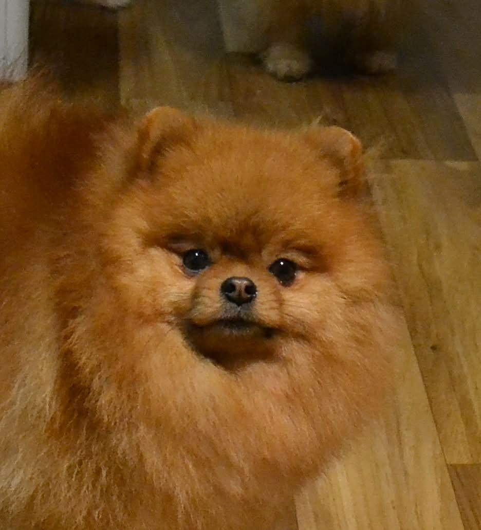 Voltali D'une Banquise Et D'un Roi