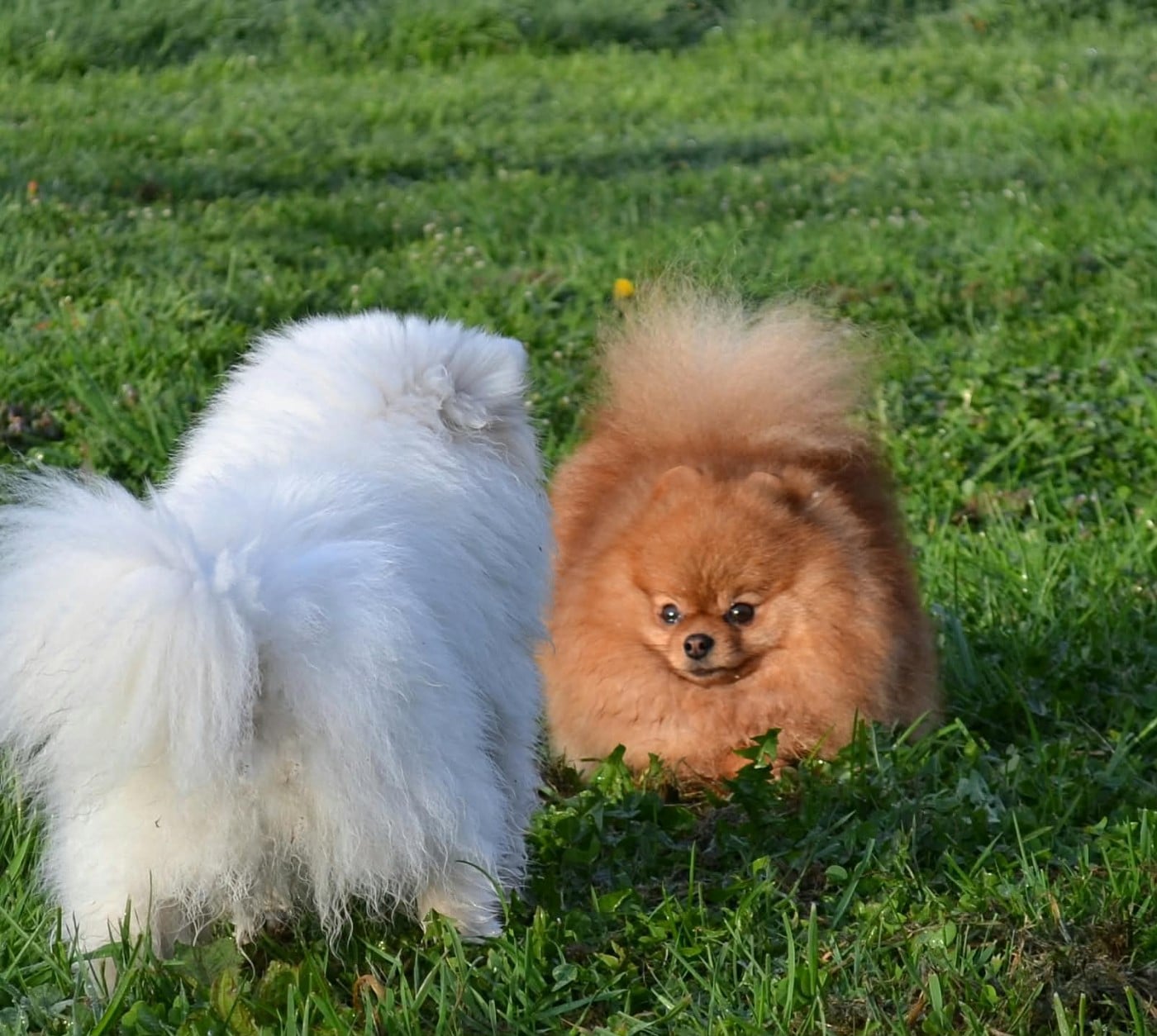 Voltali D'une Banquise Et D'un Roi