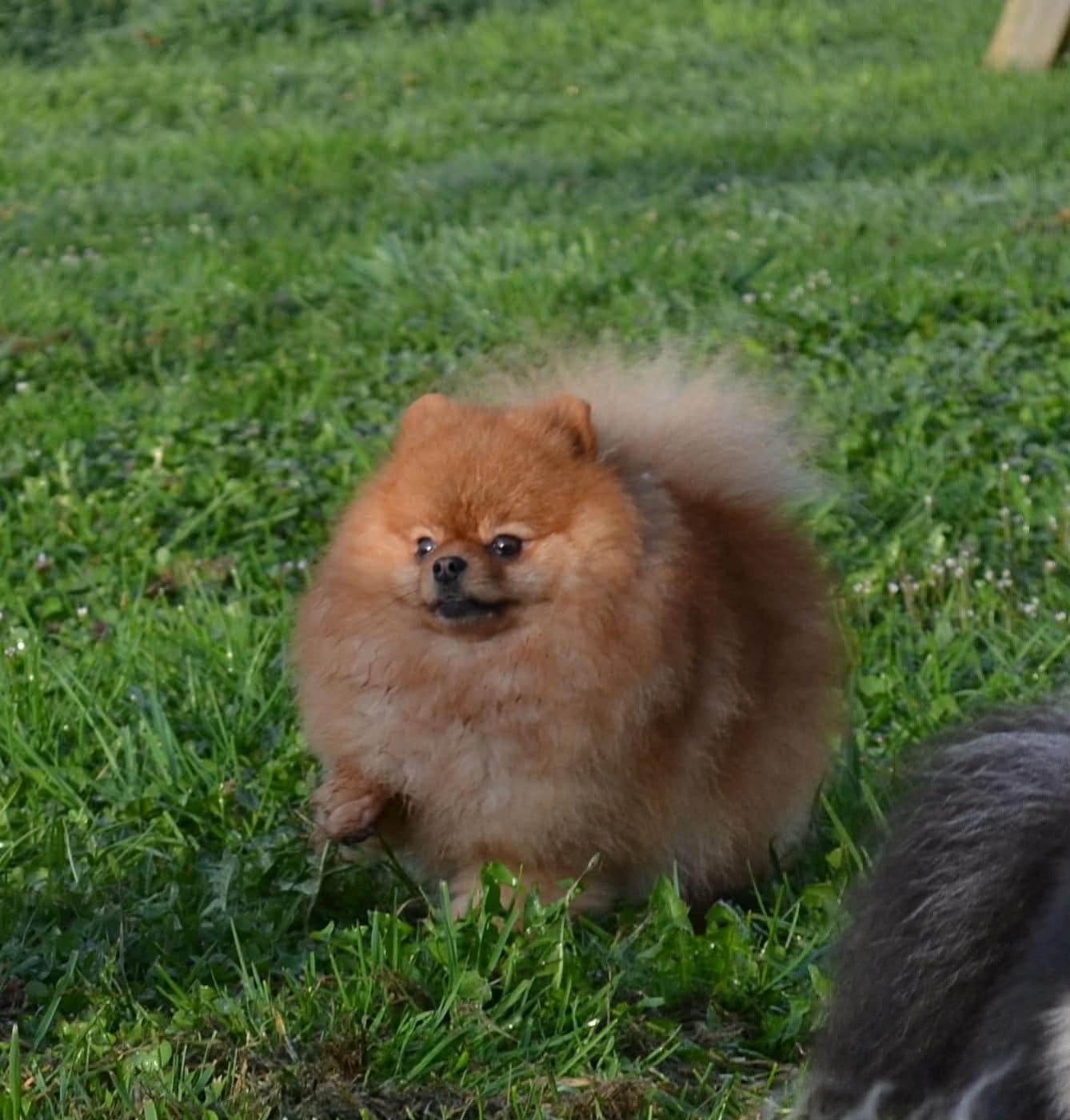 Voltali D'une Banquise Et D'un Roi