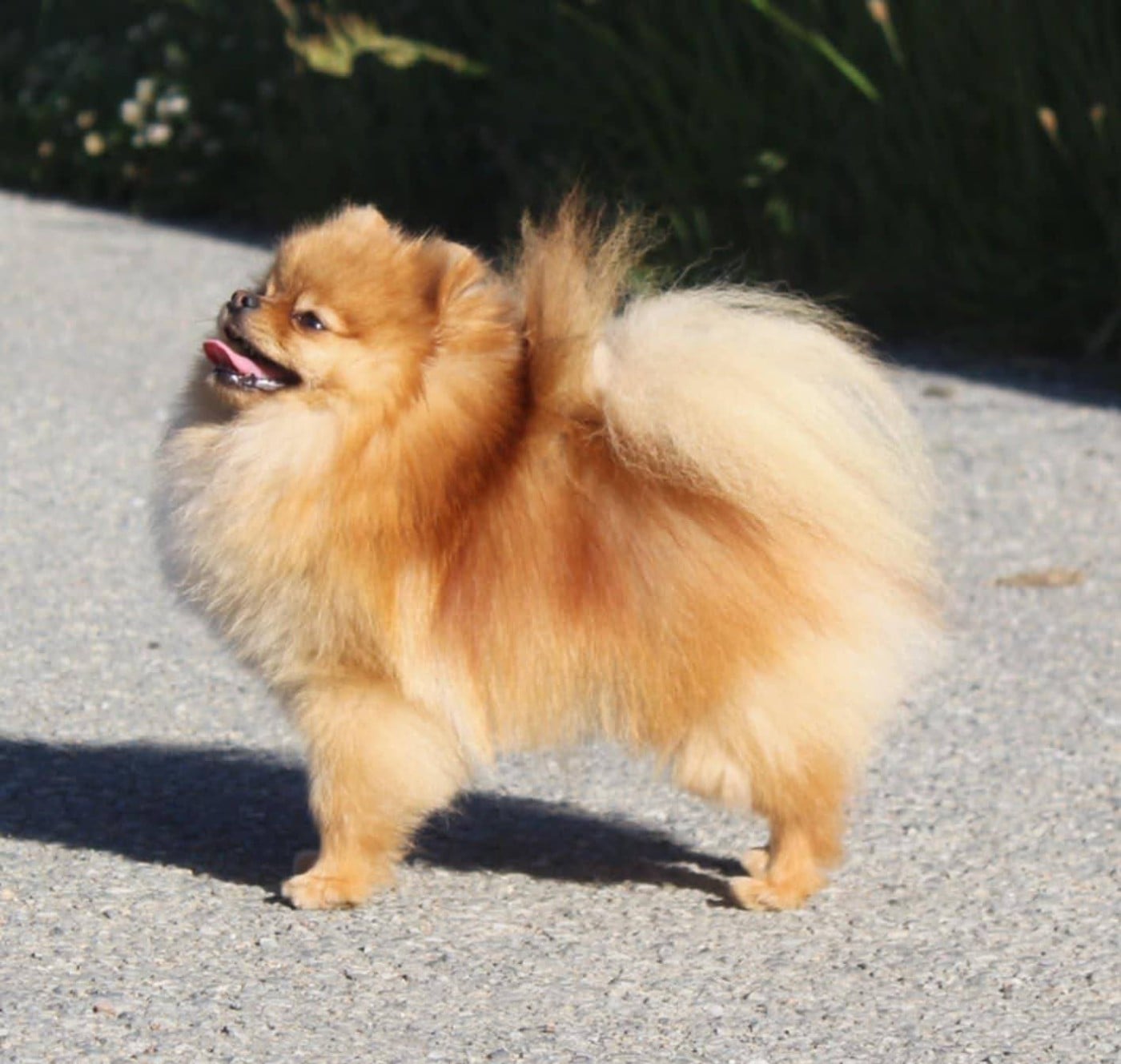 Voltali D'une Banquise Et D'un Roi