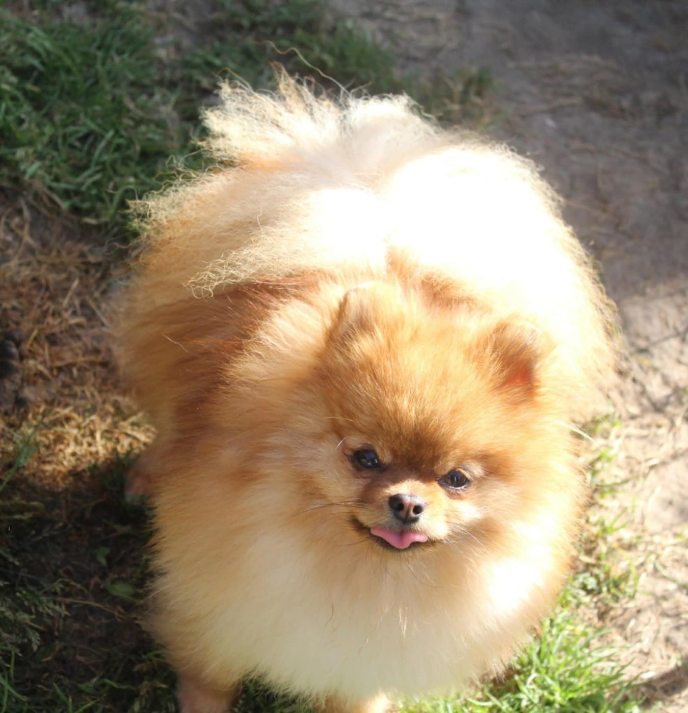 Voltali D'une Banquise Et D'un Roi