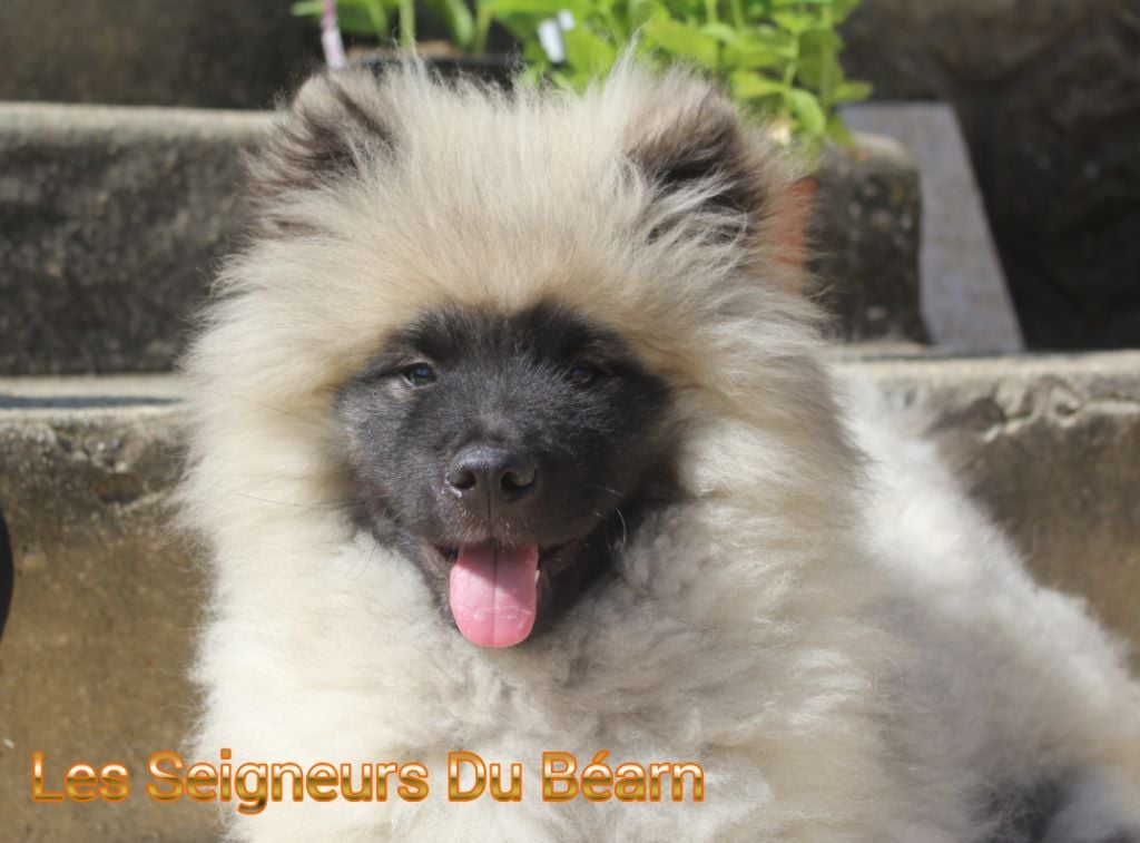 Publication : Of Sweet Fluffy Tails  Auteur : Les Seigneurs du Béarn 