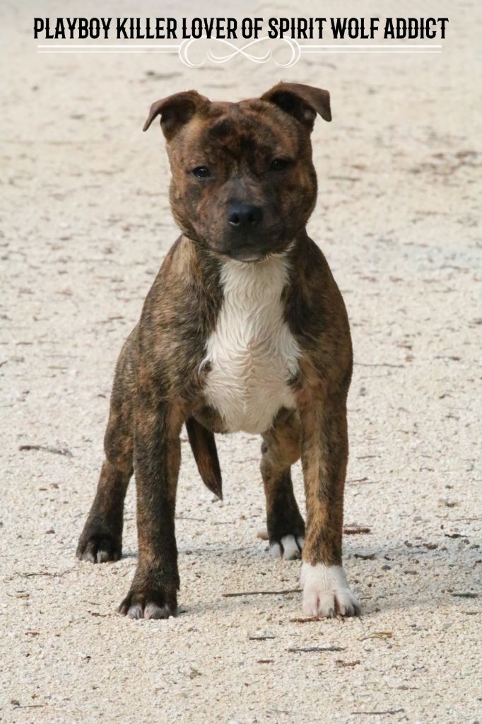 Playboy killer lover of Spirit Wolf Addict