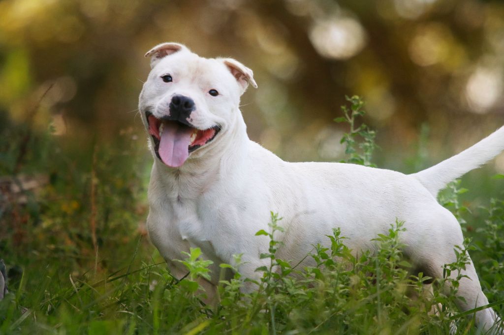 Sex bomb machine of Spirit Wolf Addict