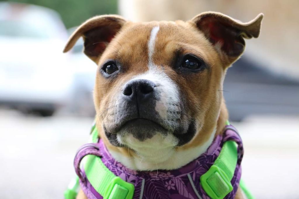 Shiva's crazy dream of Spirit Wolf Addict