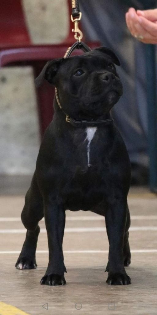 Rad-jah black happy demon of Spirit Wolf Addict