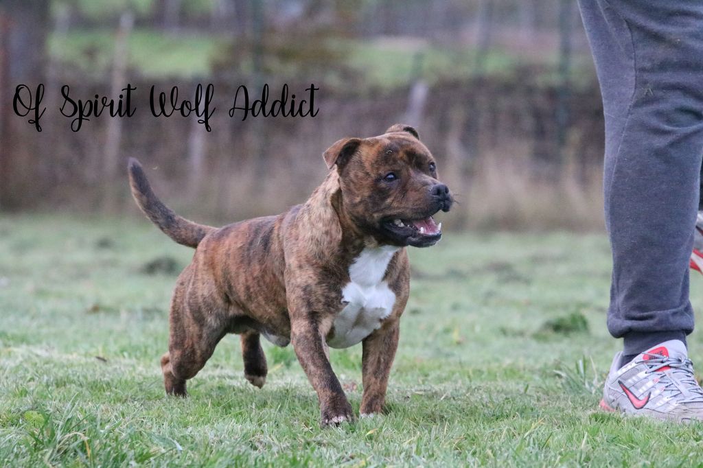 Playboy killer lover of Spirit Wolf Addict