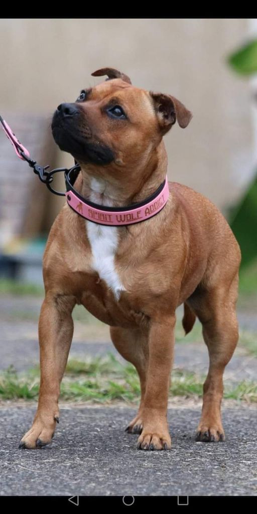 Publication : Spirit Wolf Addict