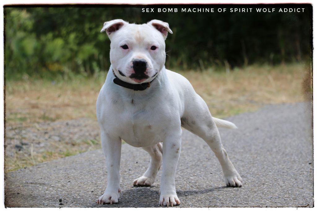 Sex bomb machine of Spirit Wolf Addict