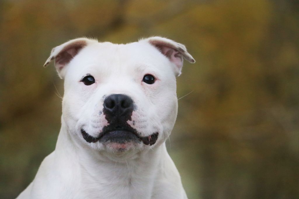 Sex bomb machine of Spirit Wolf Addict