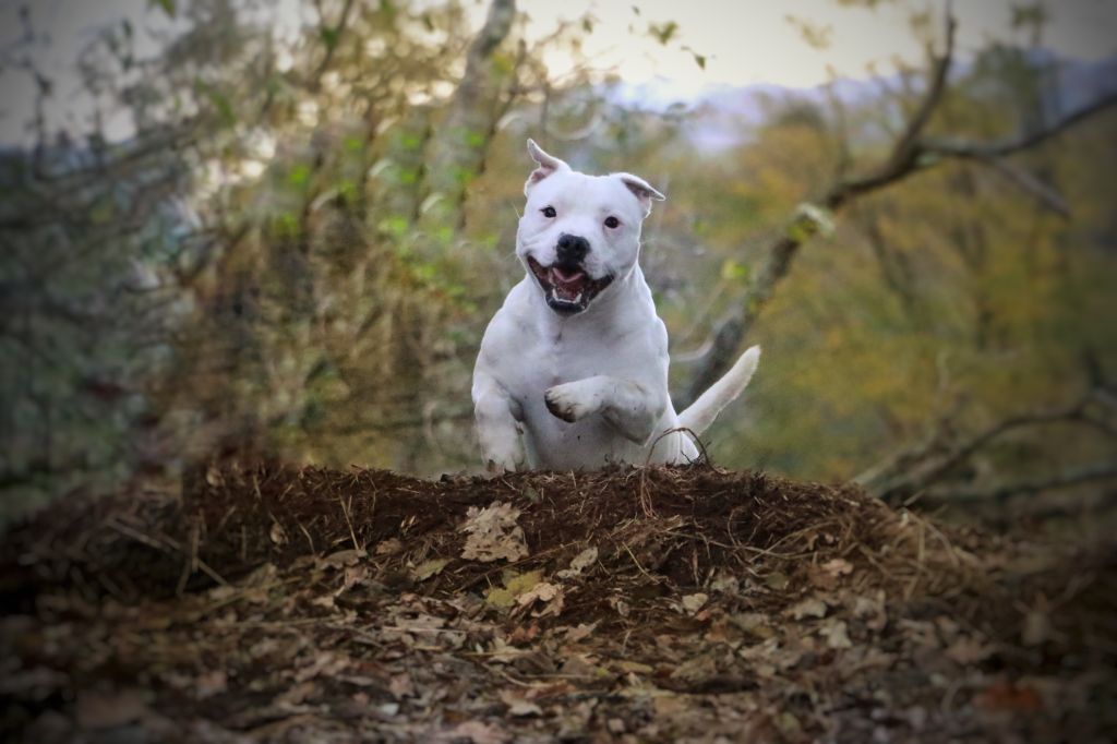 Sex bomb machine of Spirit Wolf Addict