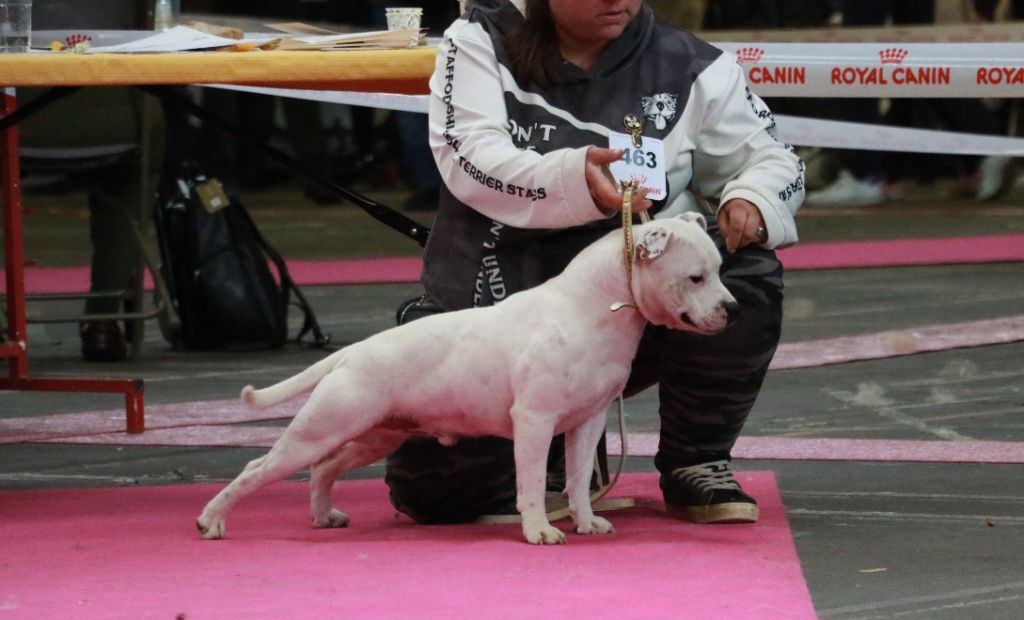 Sex bomb machine of Spirit Wolf Addict