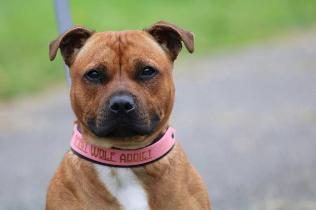 Publication : Spirit Wolf Addict