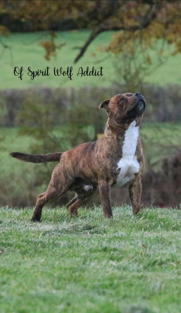 Playboy killer lover of Spirit Wolf Addict